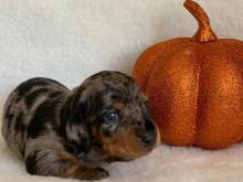 Puppies for sale dachshund - Georgia, Georgia