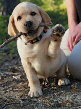 Puppies for sale labrador - Latvia, Bauska