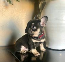 Puppies for sale french bulldog - United Kingdom, Manchester