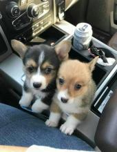 Puppies for sale other breed, pembroke welsh corgi - Azerbaijan, Ganja