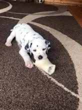 Puppies for sale dalmatian - Hungary, Szeged
