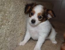 Puppies for sale , papillon - Luxembourg, Luxembourg