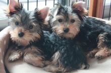 Puppies for sale yorkshire terrier - Denmark, Odense