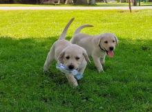 Puppies for sale labrador retriever - Spain, Madrid