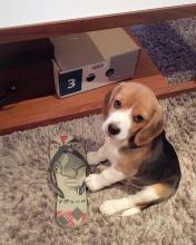 Puppies for sale beagle - Romania, Constanta