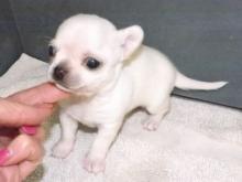 Puppies for sale chihuahua - Denmark, Odense