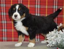 Puppies for sale bernese mountain dog - Cyprus, Nicosia