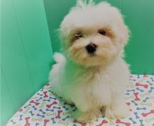 Puppies for sale maltese - Luxembourg, Diekirch