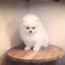 Puppies for sale , pomeranian - Greece, Patra