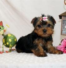 Puppies for sale yorkshire terrier - Luxembourg, Luxembourg