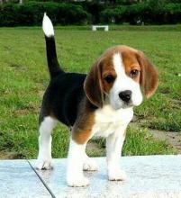 Puppies for sale beagle - Belgium, Antwerp