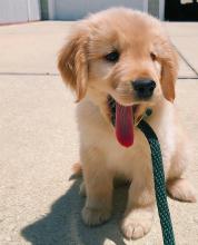 Puppies for sale golden retriever - Ireland, Dublin