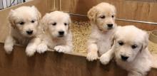 Puppies for sale golden retriever - Finland, Kuopio