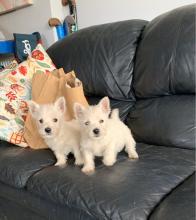 Puppies for sale west highland white terrier - Poland, Warsaw
