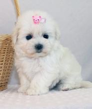 Puppies for sale maltese - Uzbekistan, Tashkent