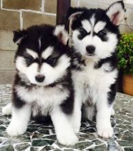 Puppies for sale , siberian husky - Spain, Madrid