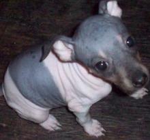 Puppies for sale , american hairless terrier - Latvia, Bauska