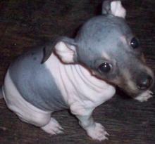 Puppies for sale , american hairless terrier - Georgia, Georgia