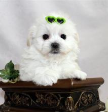 Puppies for sale maltese - Moldova, Balti