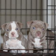 Puppies for sale american pit-bull terrier - Belarus, Brest