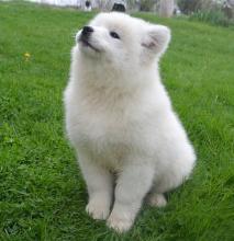 Puppies for sale samoyed dog (samoyed) - Kyrgyzstan, Bishkek