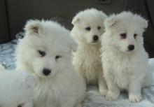Puppies for sale samoyed dog (samoyed) - Spain, Madrid