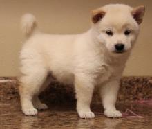Puppies for sale , shiba inu - Kazakhstan, Turkestan