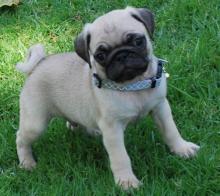 Puppies for sale pug - Russia, Voronezh