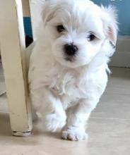 Puppies for sale maltese - Latvia, Bauska