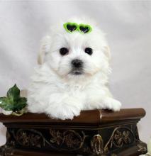 Puppies for sale maltese - Azerbaijan, Ganja