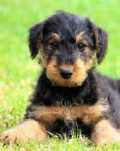 Puppies for sale airedale - USA, California