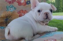 Puppies for sale french bulldog - Belarus, Brest