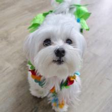 Puppies for sale maltese - Spain, Murcia