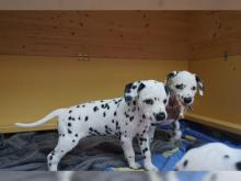 Puppies for sale dalmatian - Moldova, Cahul