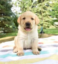 Puppies for sale labrador retriever - Greece, Patra