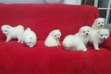 Puppies for sale japanese spitz - Ireland, Cork