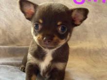 Puppies for sale chihuahua - Bulgaria, Pleven. Price 32 $