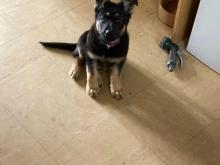 Puppies for sale german shepherd dog - Spain, Madrid. Price 32 €