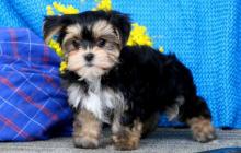 Puppies for sale mixed breed, morkie - Ireland, Cork
