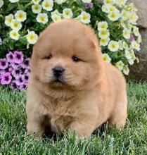 Puppies for sale chow chow - Uzbekistan, Bukhara