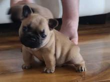 Puppies for sale french bulldog - Bulgaria, Sofia