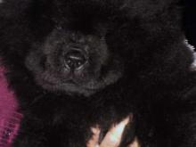 Puppies for sale chow chow - Greece, Larissa. Price 10 €