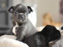 Puppies for sale chihuahua - Luxembourg, Luxembourg. Price 10 €