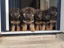 Puppies for sale german shepherd dog - Ireland, Cork. Price 10 €