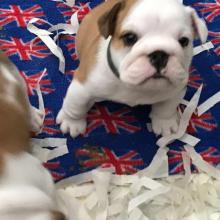 Puppies for sale english bulldog - Spain, Seville