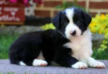 Puppies for sale border collie - Ireland, Cork