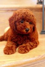 Puppies for sale toy-poodle - United Kingdom, London. Price 10 $