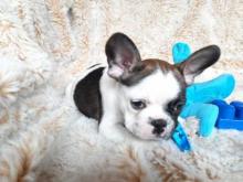 Puppies for sale french bulldog - Ireland, Dublin. Price 32 €