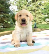 Puppies for sale labrador retriever - Luxembourg, Diekirch