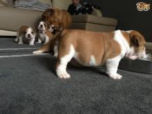 Puppies for sale english bulldog - Ireland, Cork